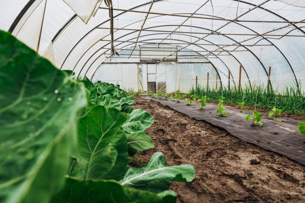 Greenhouse Demolition in Poughkeepsie